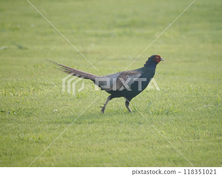 生活在埼玉縣川口市荒川河床上的雉雞。 118351021