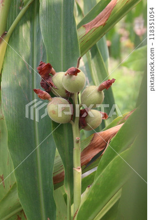 canna lily bud on plant in nursery canna lily bud on plant in nursery 118351054