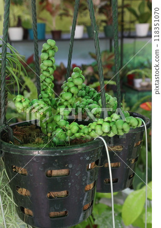 Dischidia nummularia Bubble leaf plant Dischidia nummularia Bubble leaf plant 118351070