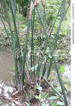 Donax canniformis flower plant on garden Donax canniformis flower plant on garden 118351071