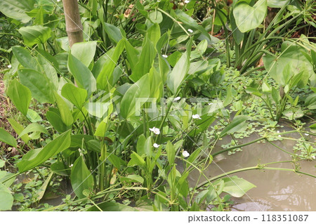 Echinodorus cordifolius flower plant on farm Echinodorus cordifolius flower plant on farm 118351087