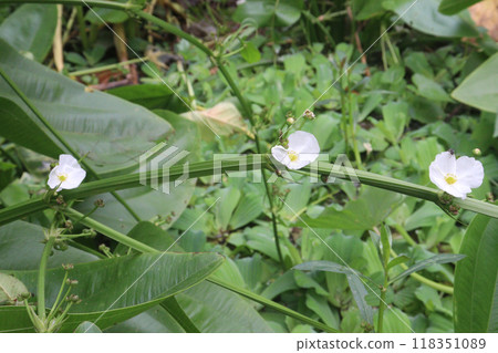 Echinodorus cordifolius flower plant on farm Echinodorus cordifolius flower plant on farm 118351089