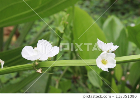 Echinodorus cordifolius flower plant on farm Echinodorus cordifolius flower plant on farm 118351090
