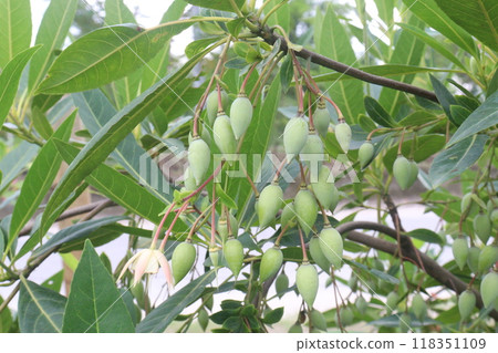 Elaeocarpus hainanensis flower plant on nursery Elaeocarpus hainanensis flower plant on nursery 118351109