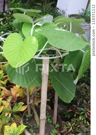 elephant creeper flower plant on nursery 118351112