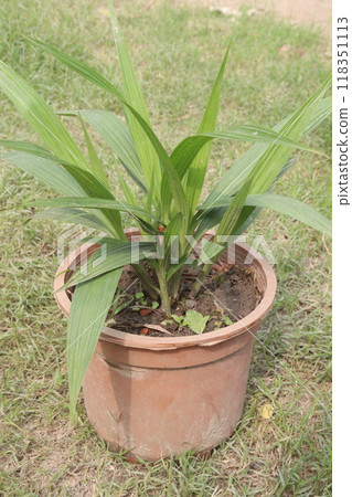 eleutherine bulbosa flower plant on nursery 118351113