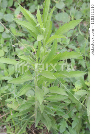 Erigeron sumatrensis flower plant on forest Erigeron sumatrensis flower plant on forest 118351116
