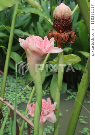 Etlingera elatior flower plant on farm Etlingera elatior flower plant on farm 118351117