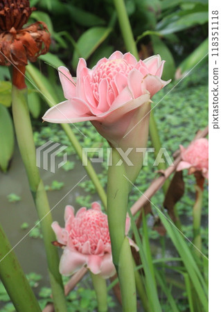 Etlingera elatior flower plant on farm Etlingera elatior flower plant on farm 118351118