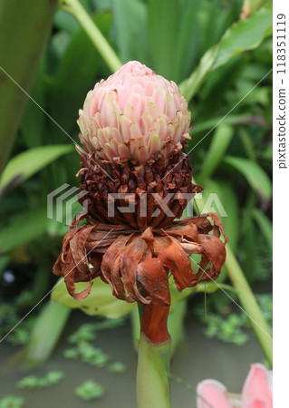 Etlingera elatior flower plant on farm Etlingera elatior flower plant on farm 118351119