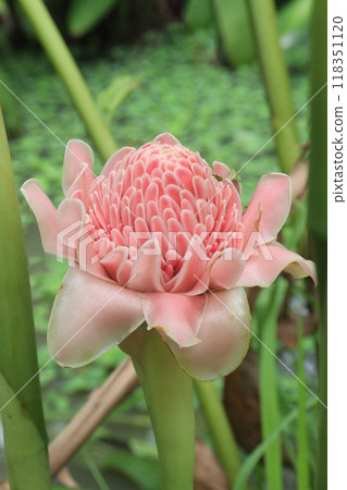 Etlingera elatior flower plant on farm Etlingera elatior flower plant on farm 118351120