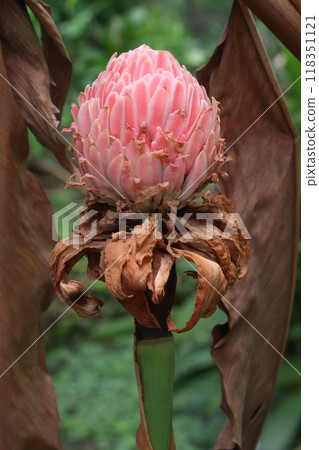 Etlingera elatior flower plant on farm 118351121
