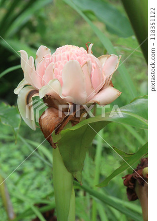 Etlingera elatior flower plant on farm Etlingera elatior flower plant on farm 118351122