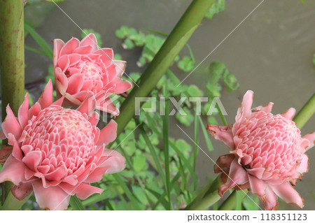 Etlingera elatior flower plant on farm Etlingera elatior flower plant on farm 118351123