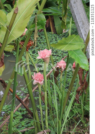 Etlingera elatior flower plant on farm Etlingera elatior flower plant on farm 118351125