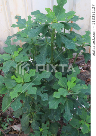 Euphorbia cyathophora Murr flower plant 118351127