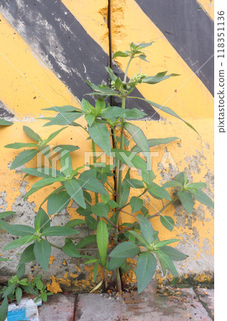 Euphorbia heterophylla flower, medicinal plant Euphorbia heterophylla flower, medicinal plant 118351136