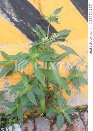 Euphorbia heterophylla flower, medicinal plant Euphorbia heterophylla flower, medicinal plant 118351137