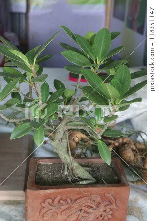 Ficus retusa bonsai with fruits on nursery Ficus retusa bonsai with fruits on nursery 118351147