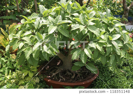 Ficus virens bonsai plant on nursery Ficus virens bonsai plant on nursery 118351148
