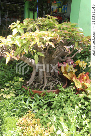 Ficus virens bonsai plant on nursery 118351149