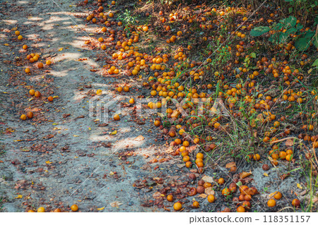 Ripe plums that fell to the ground 118351157