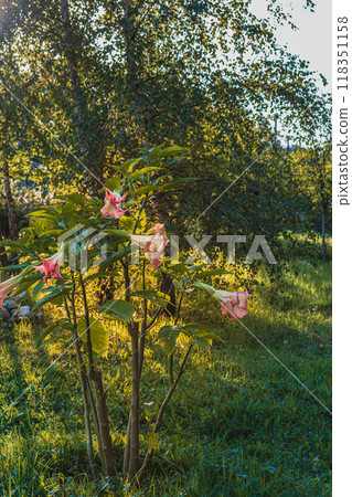 Brugmansia, Angel's trumpet, pink stramonium at garden 118351158