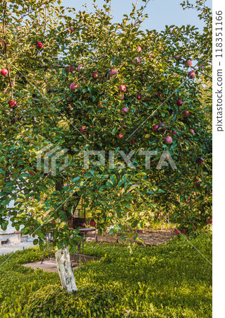 Ripe apples together on the branches of an old apple tree in the garden Ripe apples together on the branches of an old apple tree in the garden 118351166