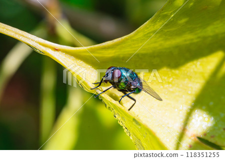 一隻蒼蠅躲在銀杏葉裡 118351255