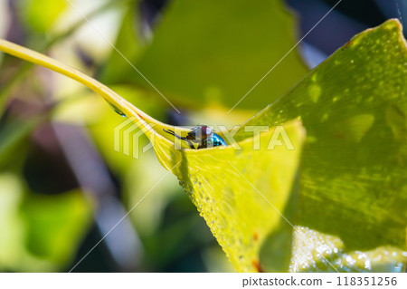 A fly hiding in a ginkgo leaf 118351256