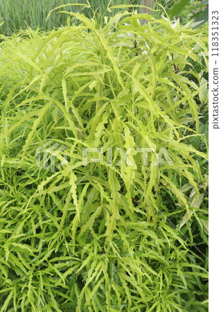 Akalipa yellow tree plant on farm Akalipa yellow tree plant on farm 118351323