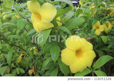 allamanda schottii flower on tree in farm 118351326