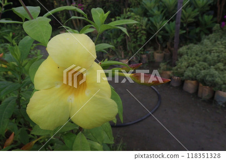 allamanda schottii flower on tree in farm 118351328