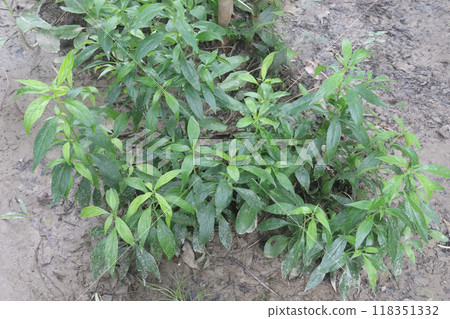 Andrographis paniculata medicinal plant on farm Andrographis paniculata medicinal plant on farm 118351332