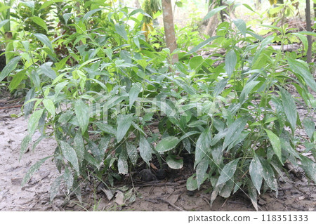 Andrographis paniculata medicinal plant on farm 118351333