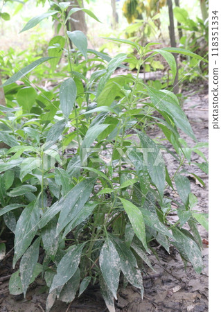Andrographis paniculata medicinal plant on farm Andrographis paniculata medicinal plant on farm 118351334