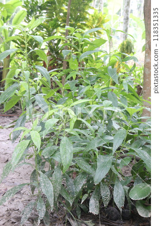 Andrographis paniculata medicinal plant on farm 118351335