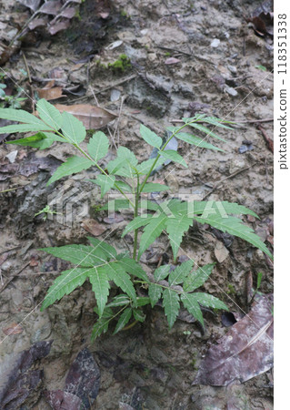 Azadirachta Indica tree on garden Azadirachta Indica tree on garden 118351338