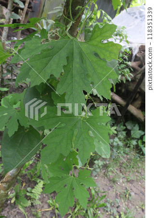 Bitter melon plant on farm 118351339