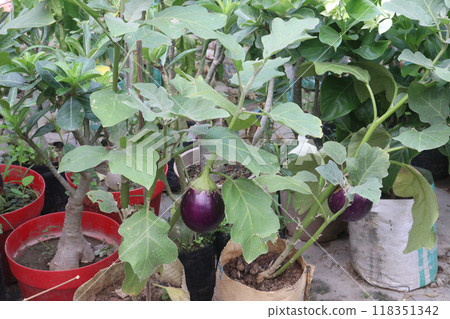Brinjal plants in the farm for harvesting Brinjal plants in the farm for harvesting 118351342