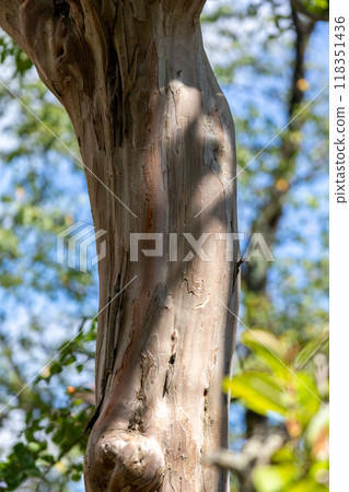 Trunk of crape myrtle 118351436