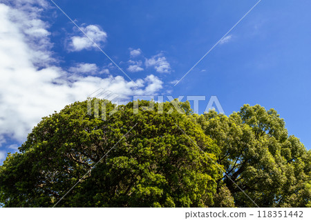Summer blue sky, fresh green trees and white clouds 118351442