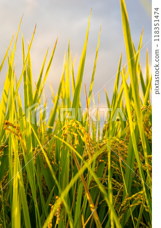 Golden ears of rice Golden ears of rice 118351474
