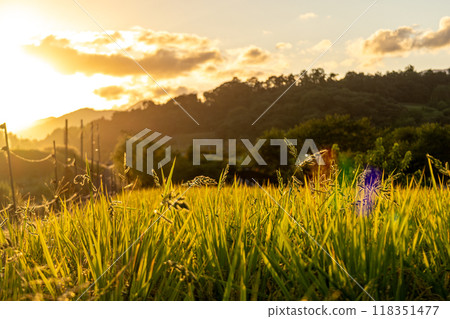 被夕陽染紅的稻穗 被夕陽染紅的稻穗 118351477