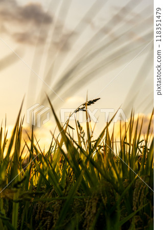 Inaho illuminated by the setting sun 118351479
