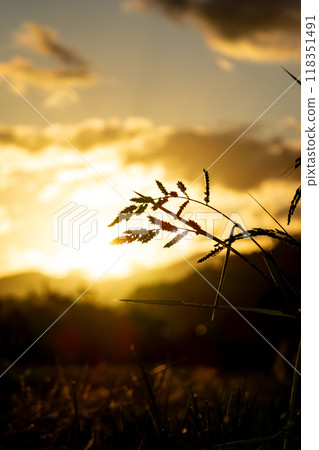 被夕陽染紅的稻穗 被夕陽染紅的稻穗 118351491