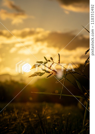 被夕陽染紅的稻穗 被夕陽染紅的稻穗 118351492