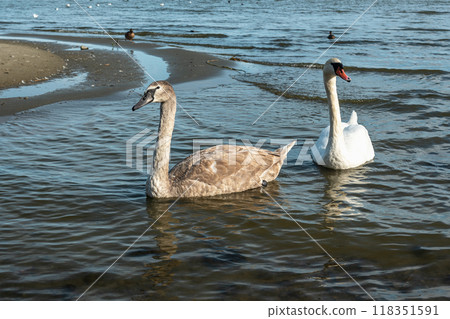 Swans in Curonian Lagoon on Curonian Spit in village Lesnoy. Russia 118351591