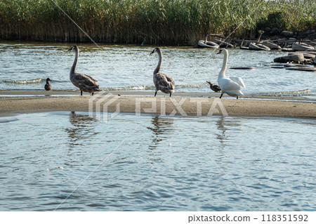 Swans on banks of Curonian Lagoon on Curonian Spit in village Lesnoy. Russia Swans on banks of Curonian Lagoon on Curonian Spit in village Lesnoy. Russia 118351592