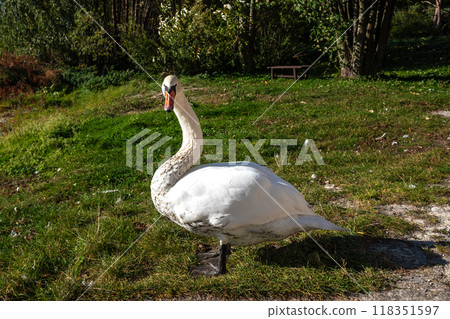 Swan on banks of Curonian Lagoon on Curonian Spit in village Lesnoy. Russia 118351597